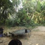Sortie Bonobos